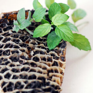 яловичий рубець